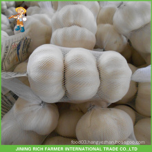 Wholesale Cangshan China Fresh White Garlic Mesh Bag Carton 5.0CM Cold Storage